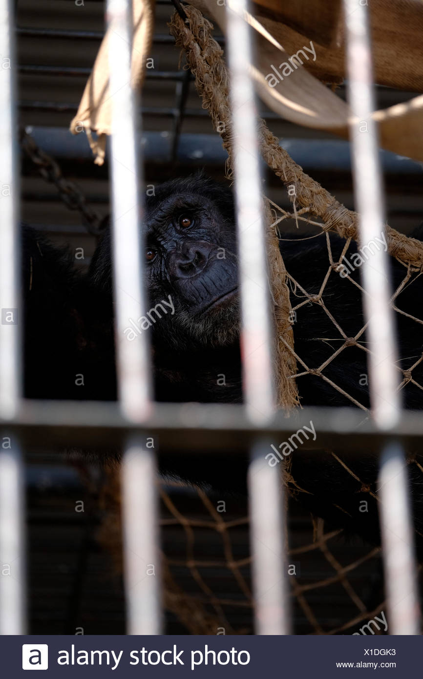 Chimpanzee Pan Lying In A Bed Of Rope Netting Hanging From