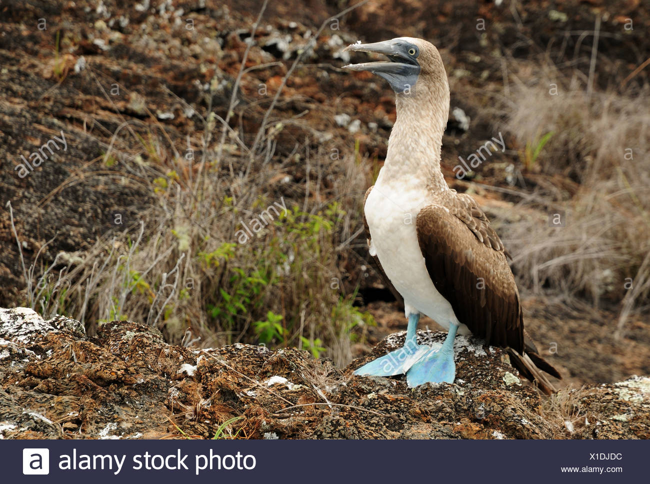 blue footed boobies Stock Photo