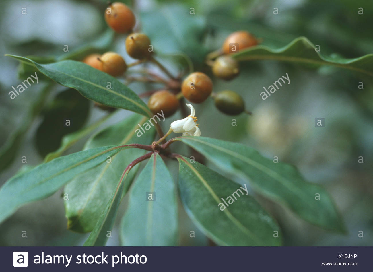 Native Laurel If Only All Weeds Were This Good Steemit