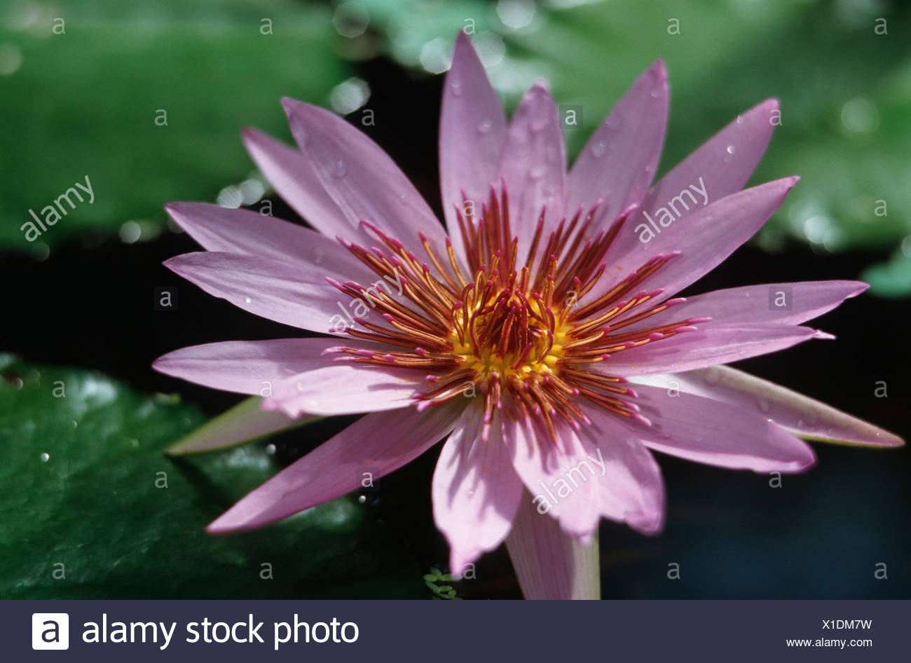 Egyptian Water Lilies High Resolution Stock Photography and Images - Alamy