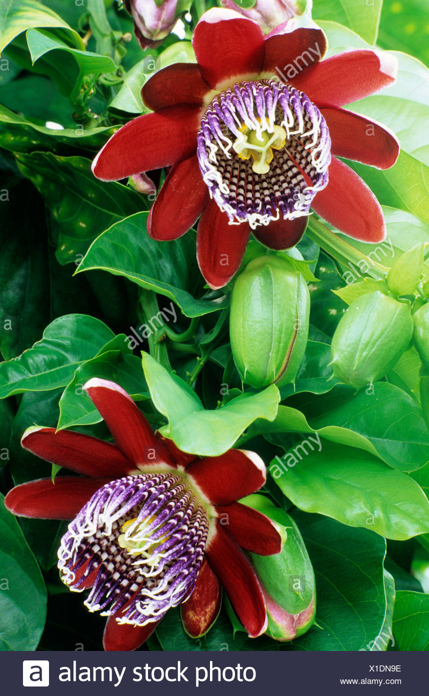 Passiflora Quadrangularis Flower Heads Stock Photo Alamy
