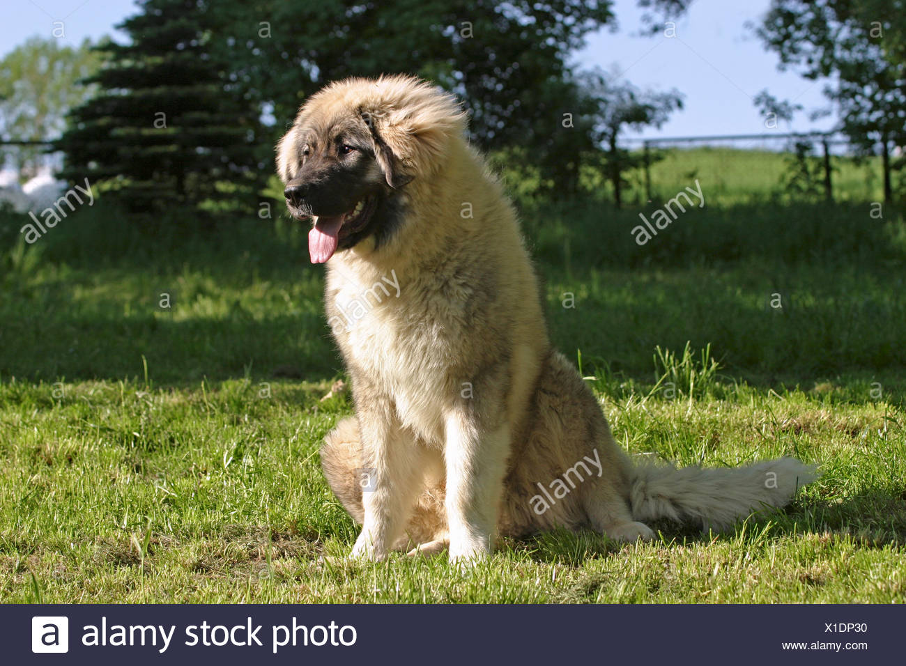 Kaukasischer Hund