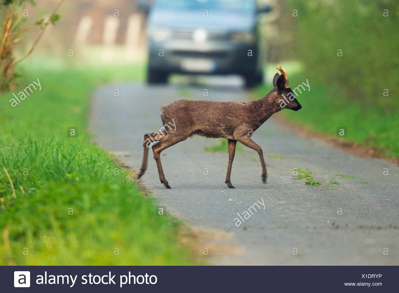 roe deer (Capreolus capreolus), deer pass on a country lane, Germany - Stock Image