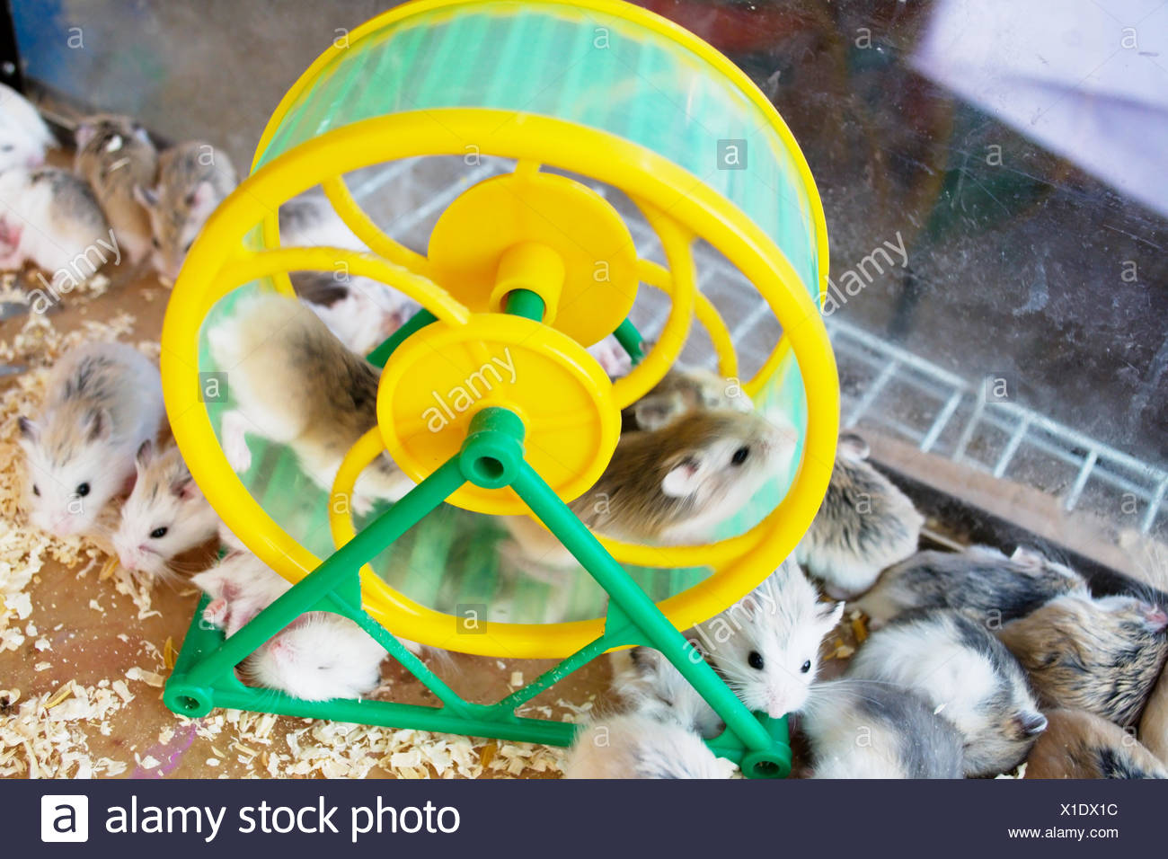 Hamsters Wheel Stock Photos & Hamsters Wheel Stock Images Alamy