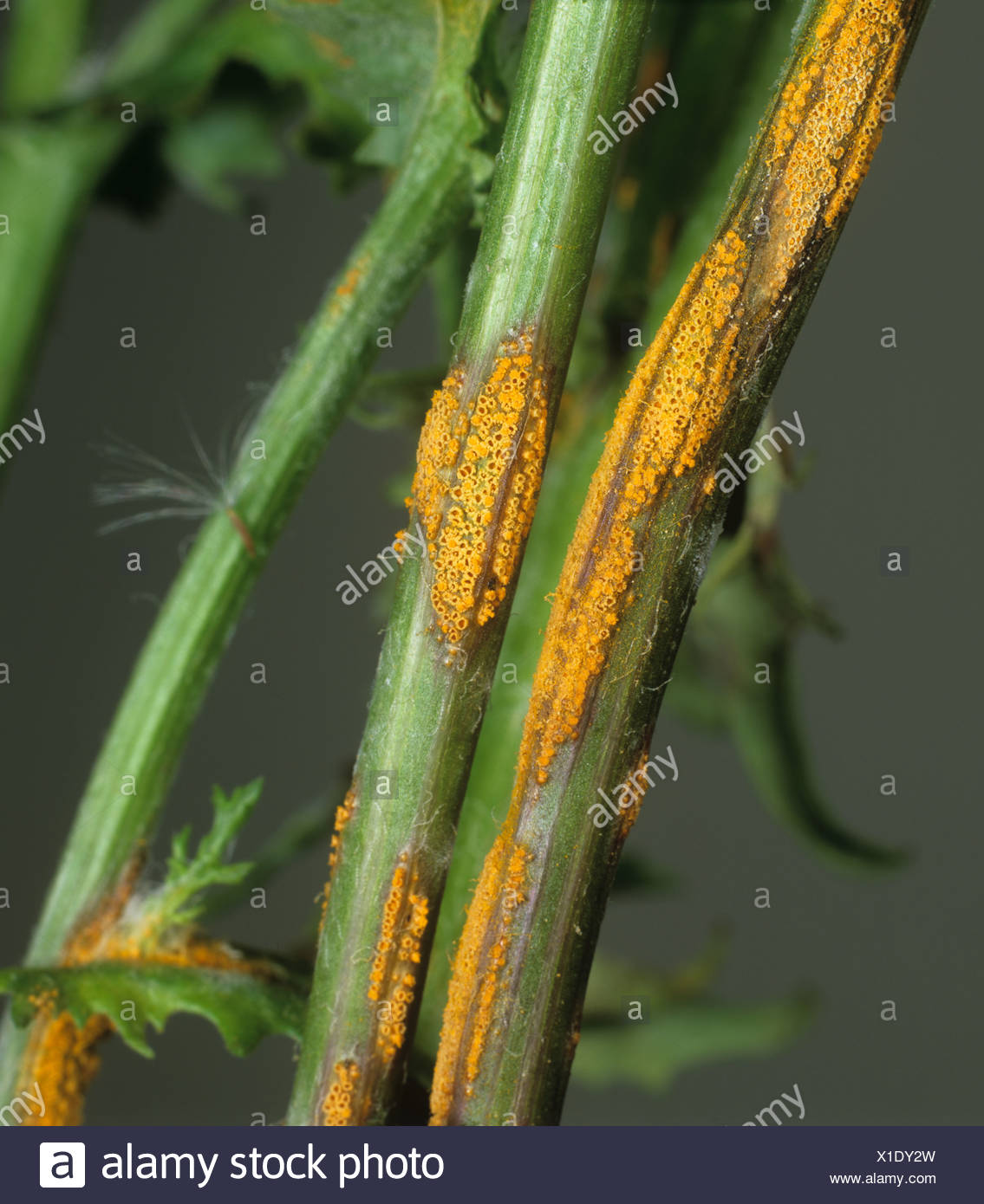 Stem Rust Fungus Stock Photos & Stem Rust Fungus Stock Images Alamy