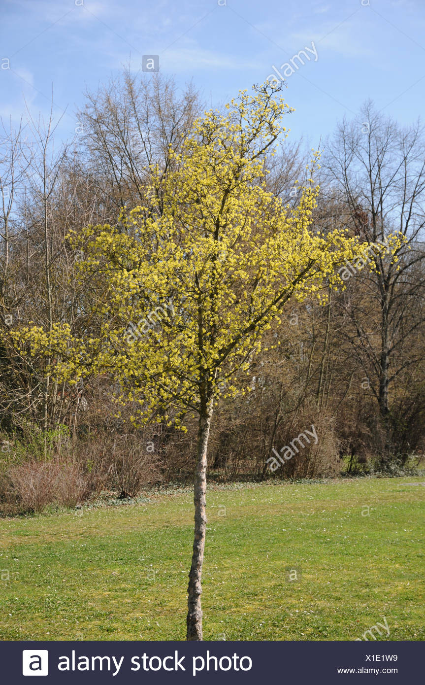 Cornus Mas Cornelian Cherry Shrubs For Sale
