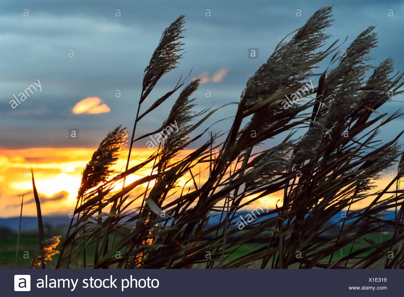 Reeds Blowing In Wind High Resolution Stock Photography and Images Alamy