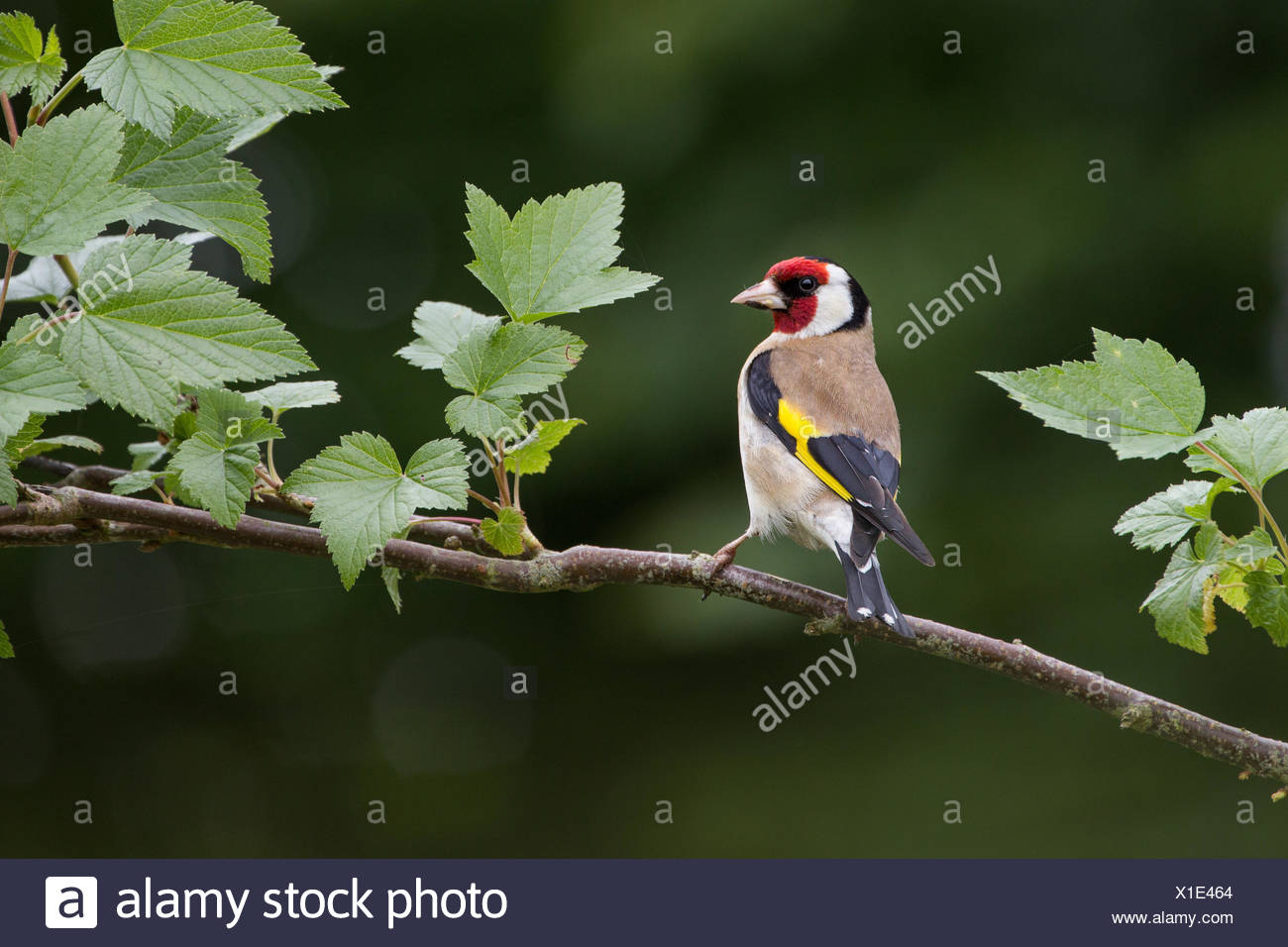 Goldfinch Carduelis Carduelis On Perch Stock Photo 276291180