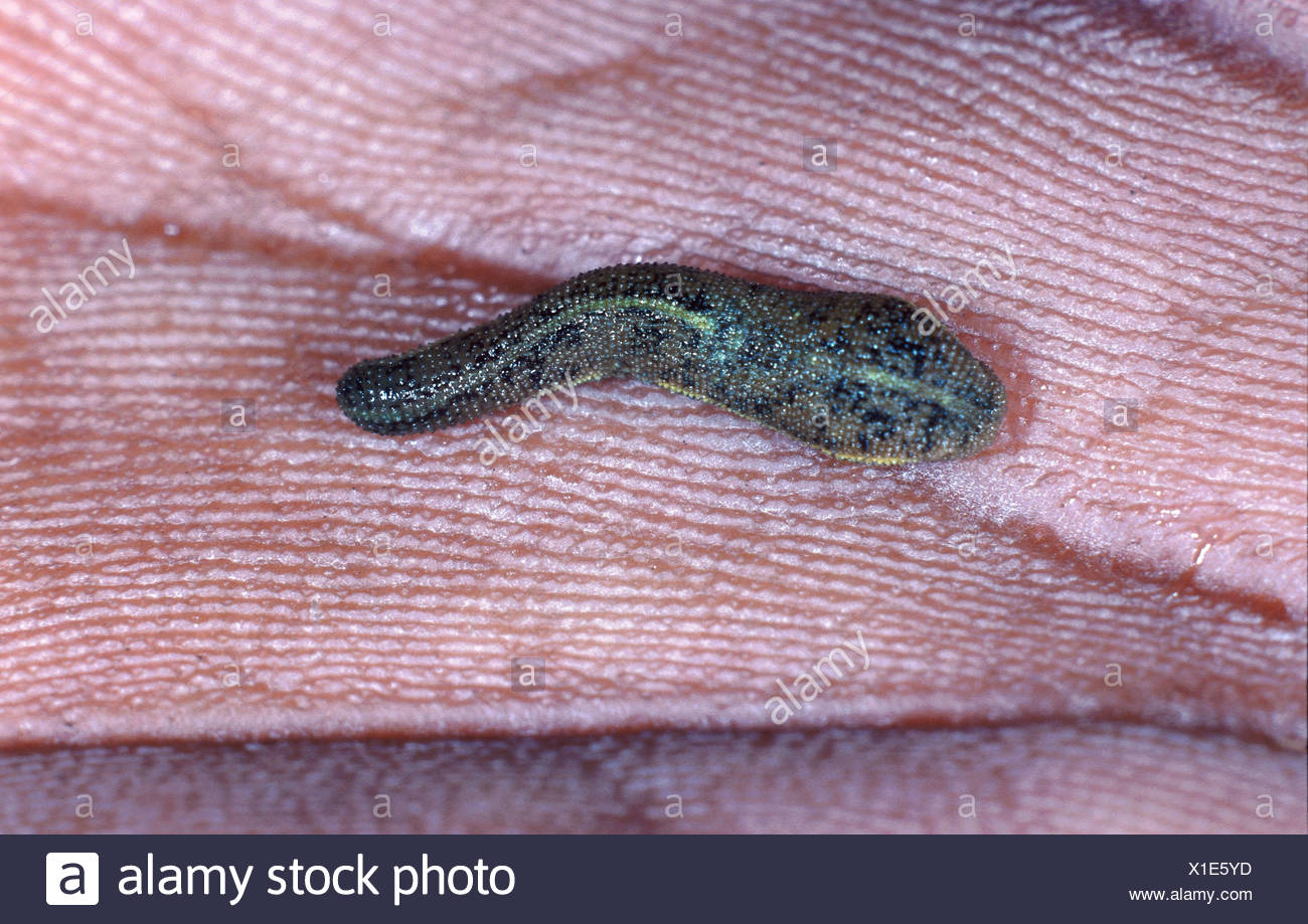 Hirudinea Stock Photos & Hirudinea Stock Images Alamy