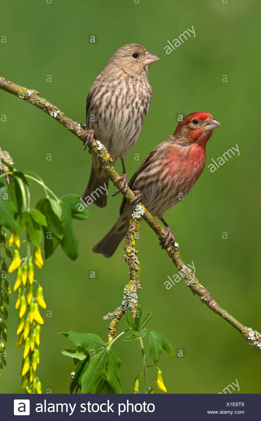 British Finches High Resolution Stock Photography and Images - Alamy