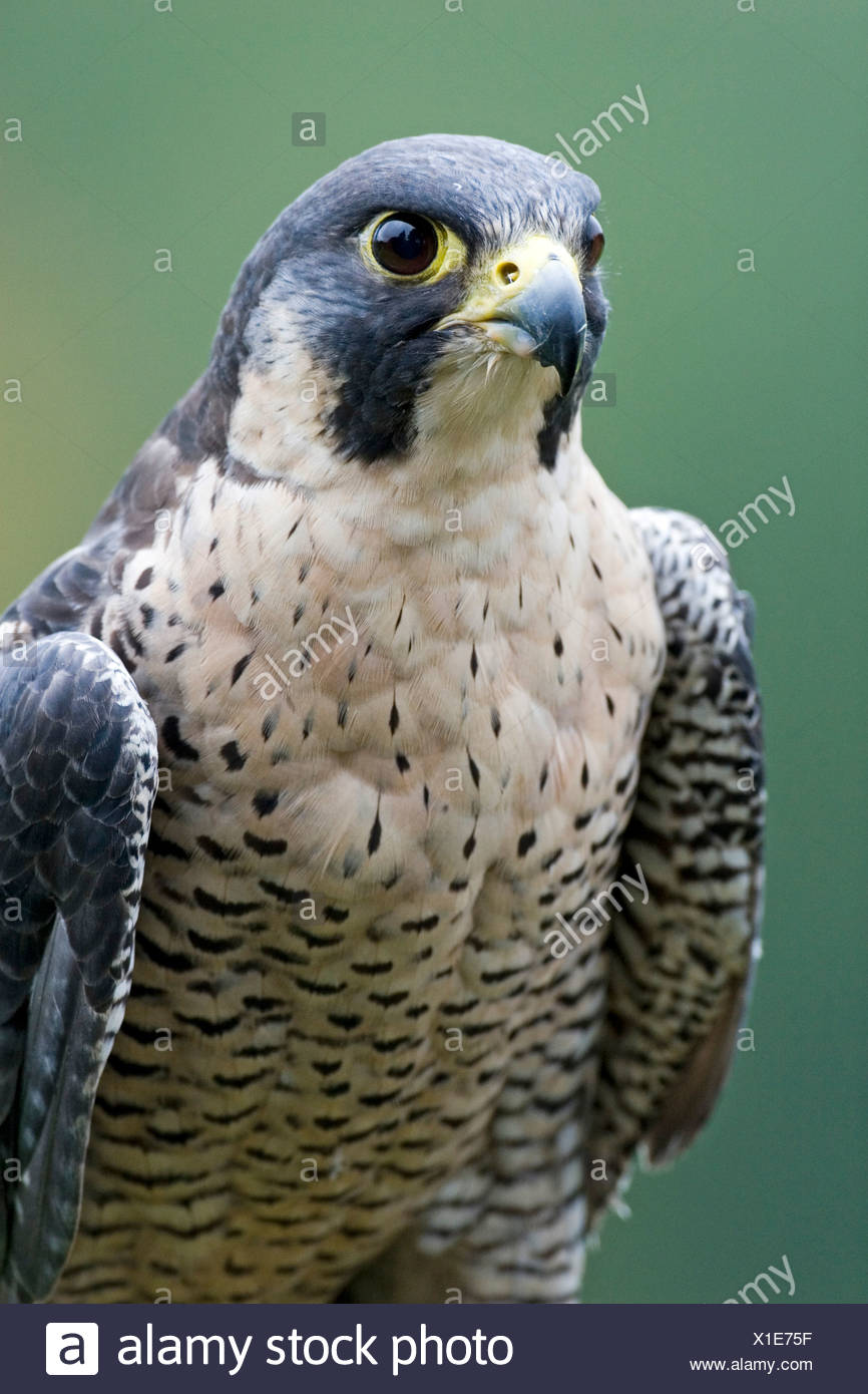wildbird peregrine sling