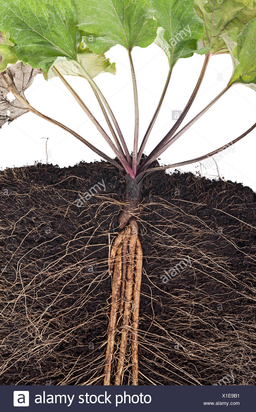 Taproot Stock Photos & Taproot Stock Images Alamy
