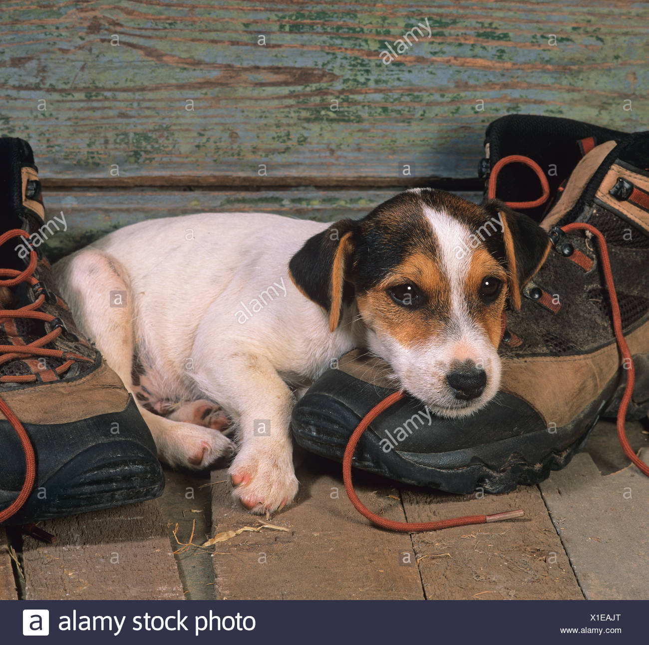 jack russell boots