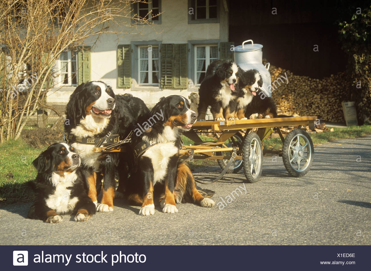 Bernese Mountain Dogs And Puppies With Hay Cart Stock Photo Alamy