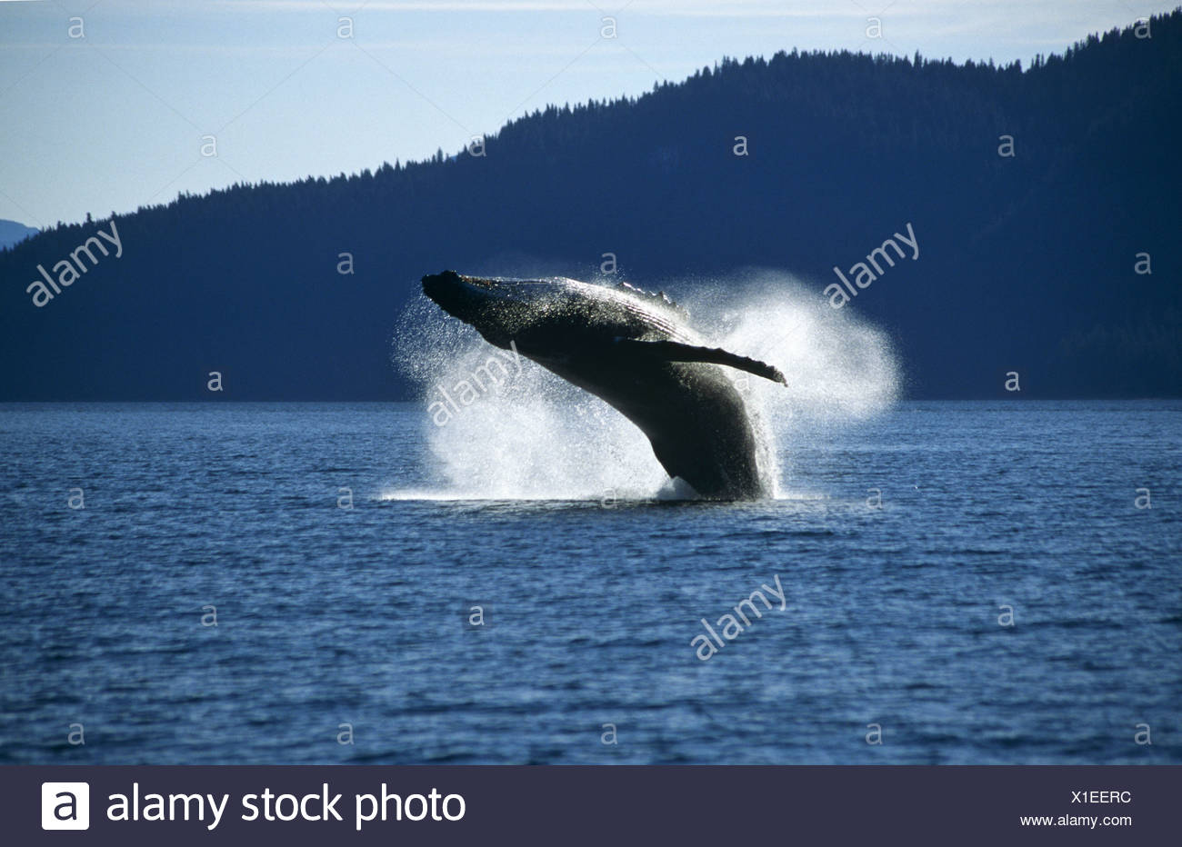 Whale Breaching Stock Photos & Whale Breaching Stock Images - Alamy