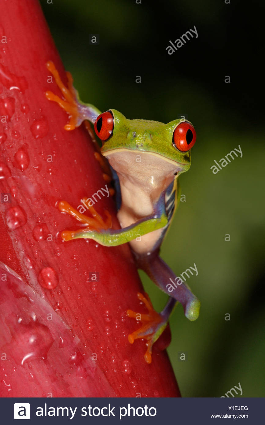 RED-EYED TREE FROG (Agalychnis callydrias). Guanacaste. Costa-Rica Stock Photo
