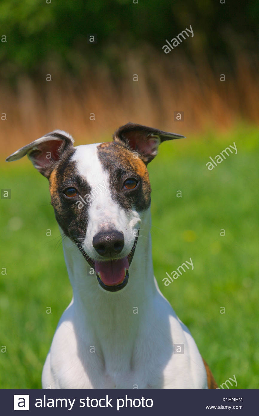 Whippet Canis Lupus F Familiaris Portrait Of A Short Haired