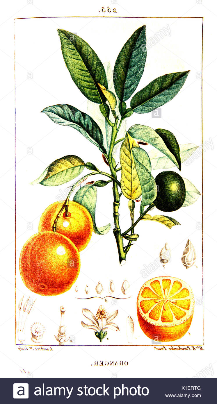 Botanical Drawing Of Sour Orange Tree Branch Stock Photo Alamy Botanical Drawing Of Sour Orange Tree Branch Stock Photo Alamy
