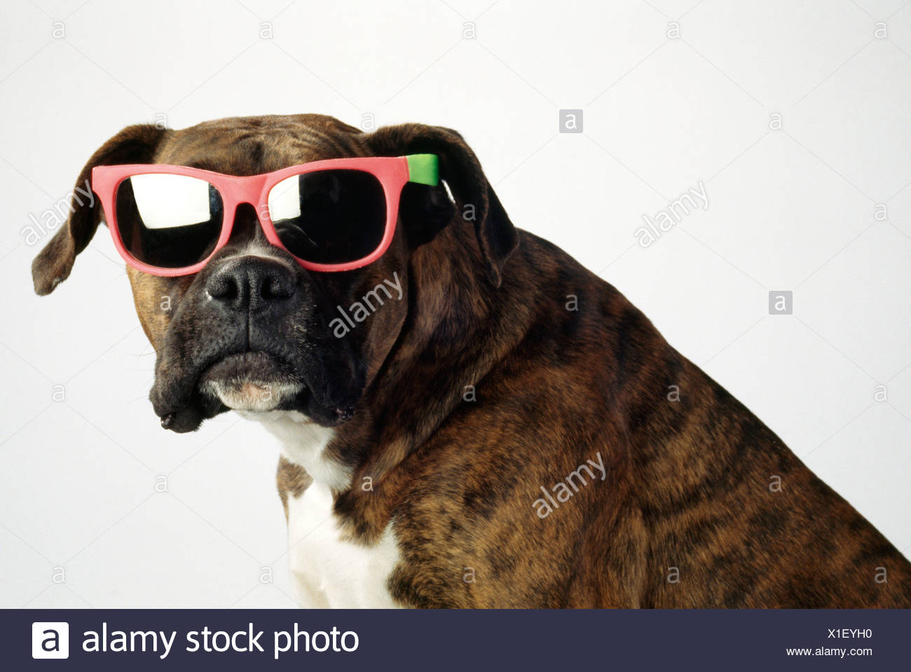 boxer sunglasses