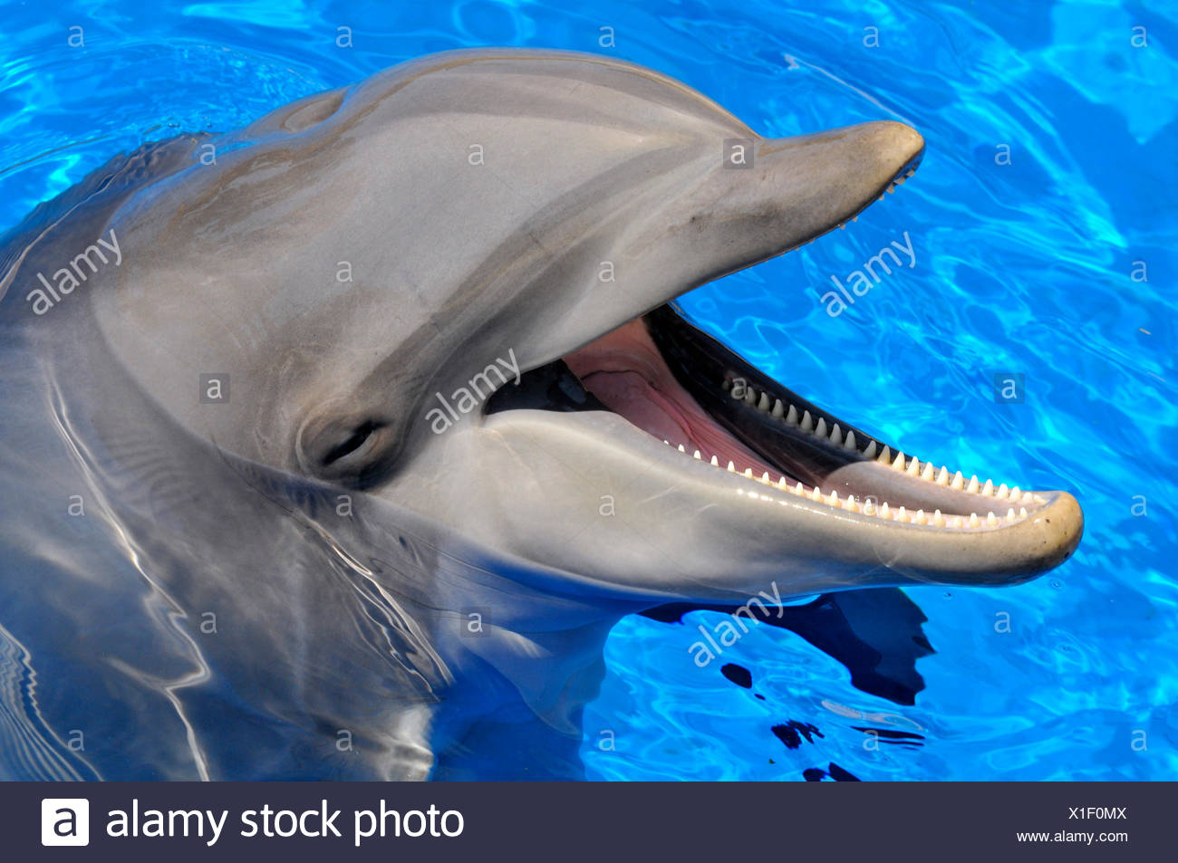 Bottlenose Dolphin Tursiops Truncatus Skin Stock Photos & Bottlenose