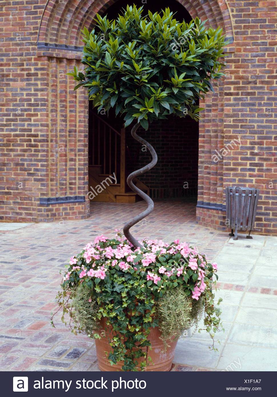 Container Herbs Planted With Bay Tree Underplanted With Impatiens And Hedera Ctr P Stock Photo Alamy