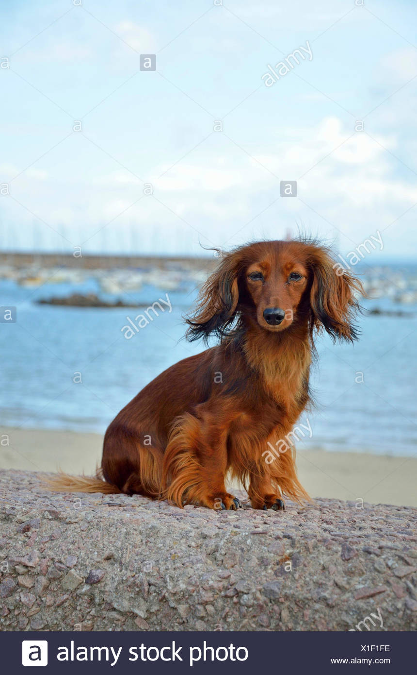 female long haired dachshund