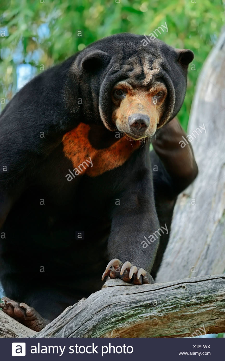 Southeast Asian Sun Bear Honey Stock Photos & Southeast Asian Sun Bear