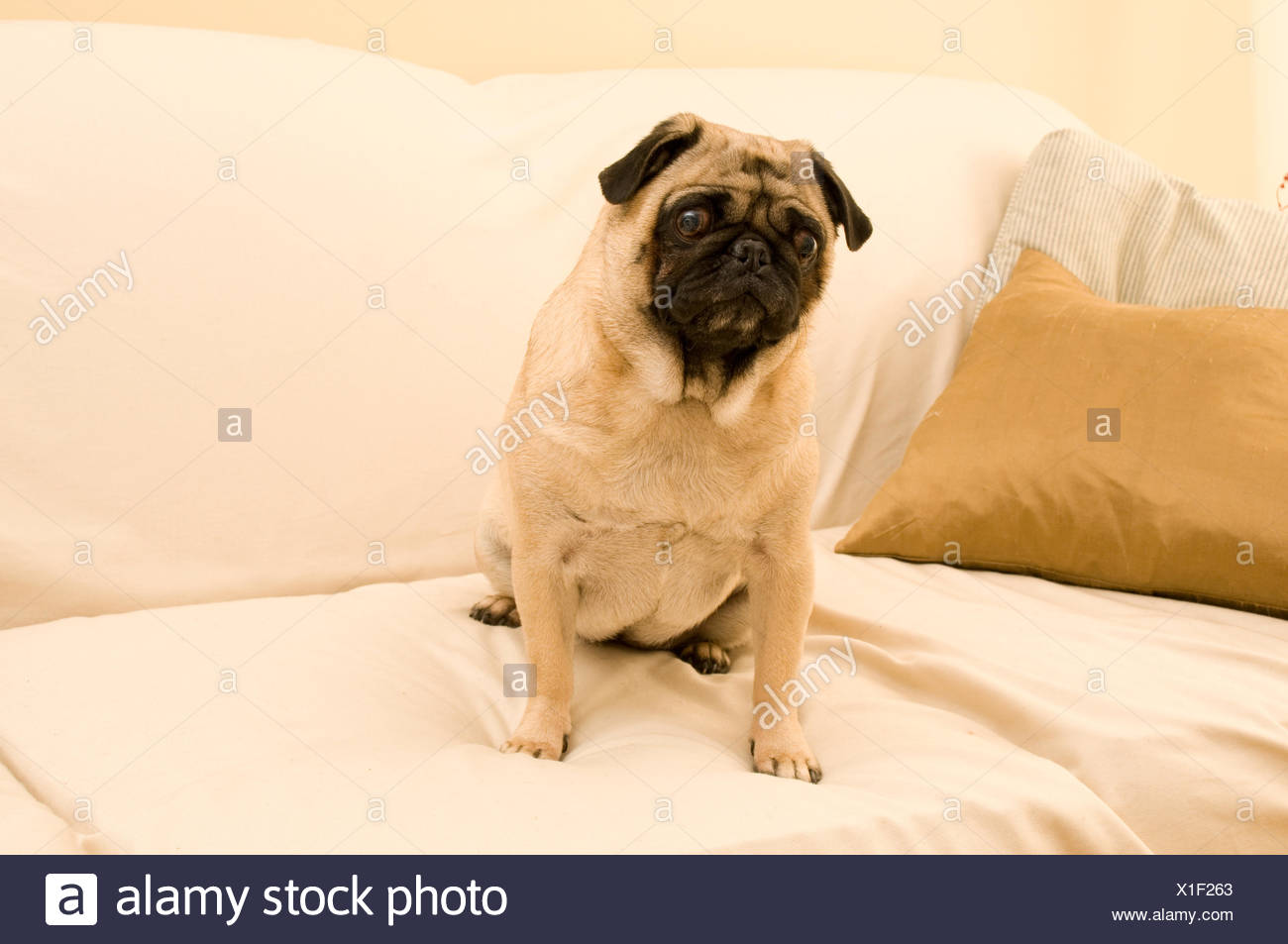 Animal Pet Dog Golden Couch Sofa One Breed Put Sitting