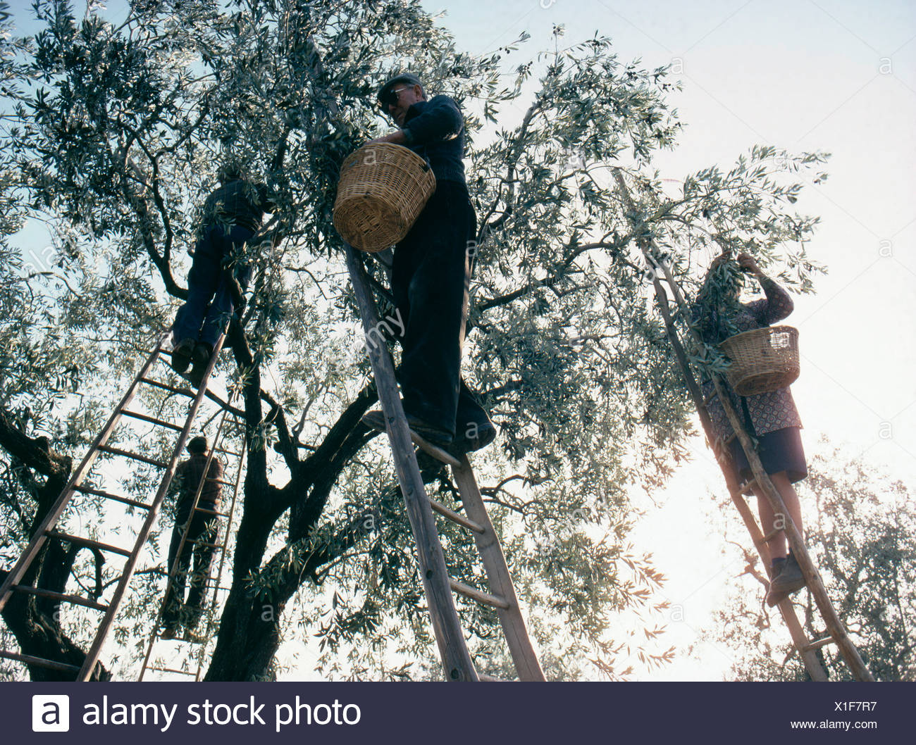 Olive Pickers High Resolution Stock Photography and Images Alamy