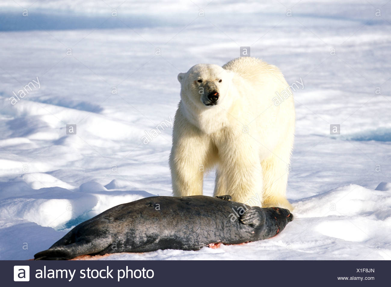 Polar Bear Killing Seal Stock Photos & Polar Bear Killing Seal Stock Images Alamy