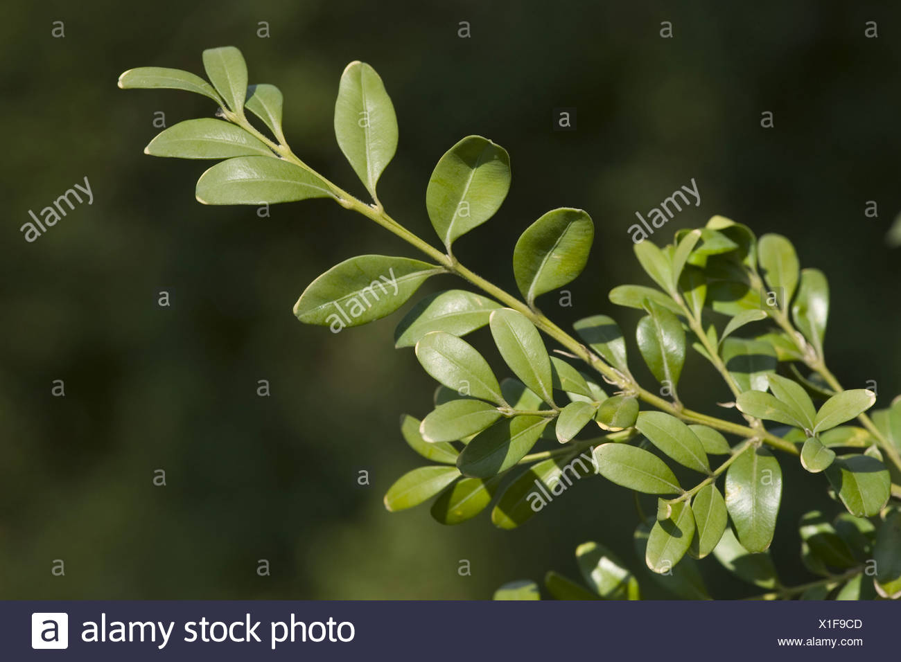 Common Boxwood Buxus Sempervirens Stock Photos & Common Boxwood Buxus ...