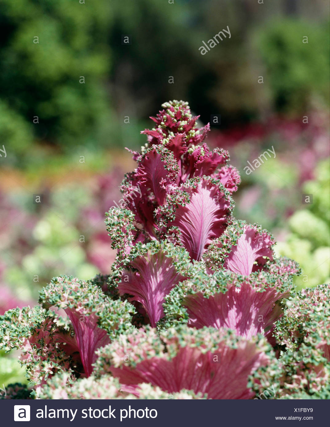 Ornamental Kale Growing In Hodges Gardens Louisiana Stock Photo