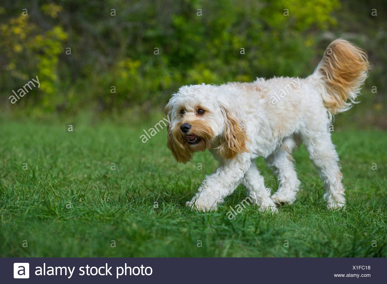 greenfield cavapoo