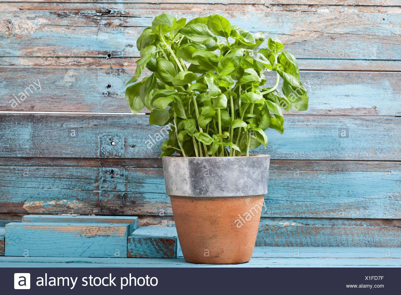Image result for plant in pot stock image
