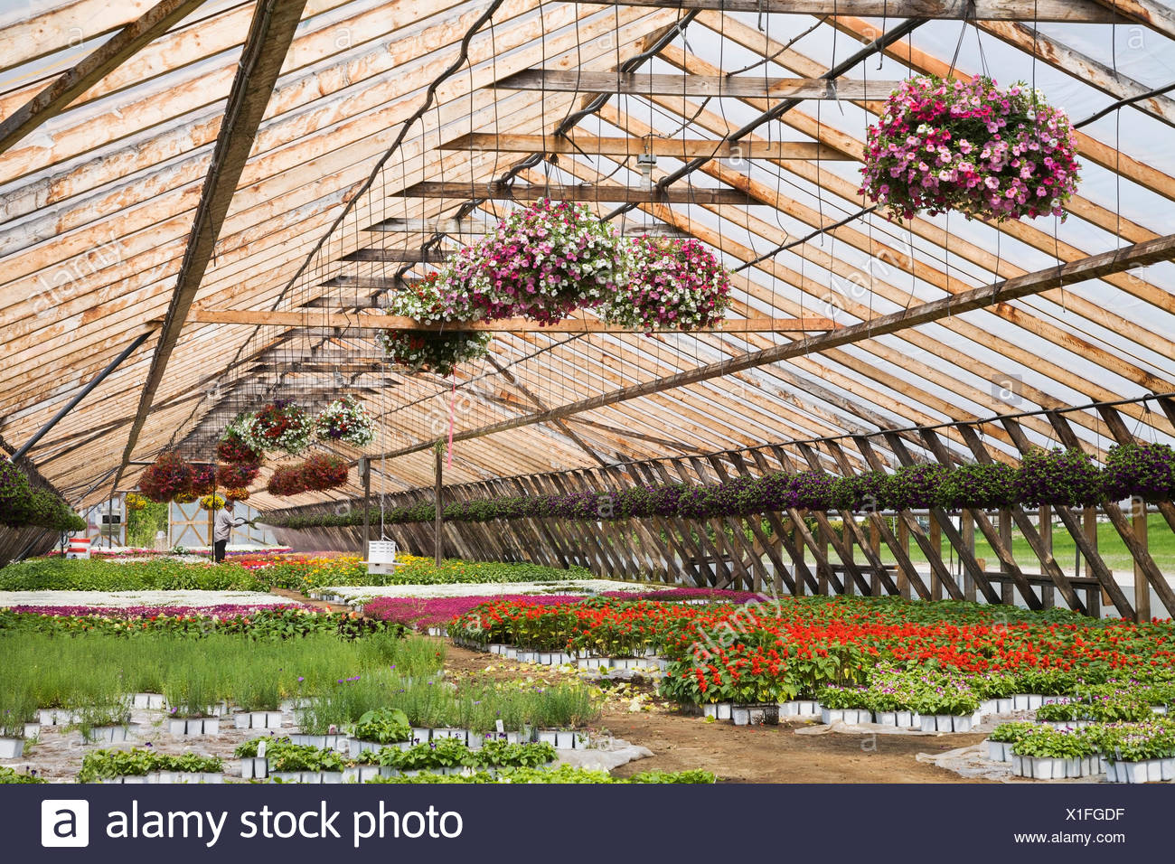 Horticultural Greenhouse High Resolution Stock Photography and Images