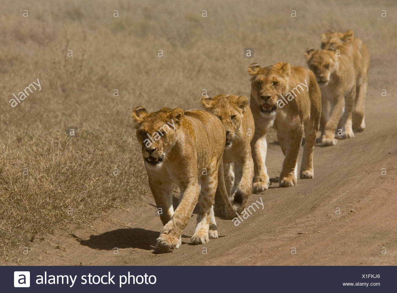 Lion Pride Walking Stock Photos & Lion Pride Walking Stock Images Alamy