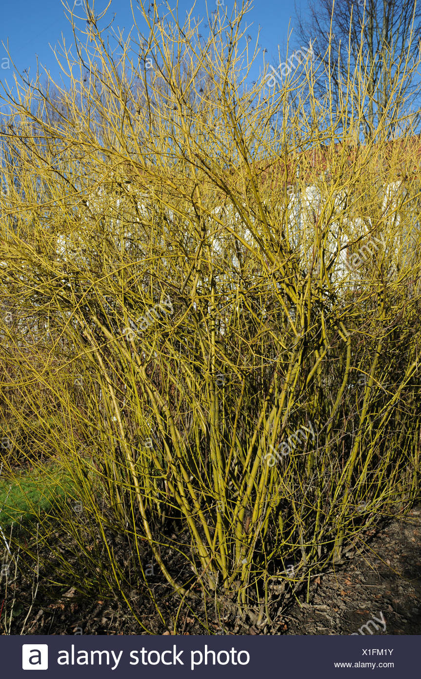 Cornus Stolonifera Stock Photos Cornus Stolonifera Stock Images