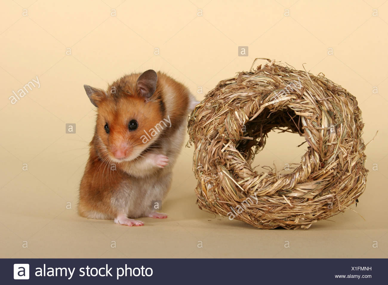 Golden Hamster Stock Photo 276326109 Alamy