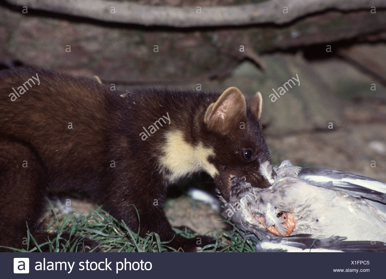 Drosselarten High Resolution Stock Photography And Images Alamy