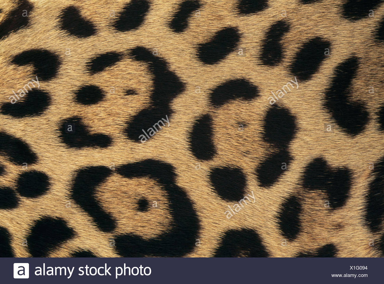 Jaguar Animal High Resolution Stock Photography and Images Alamy