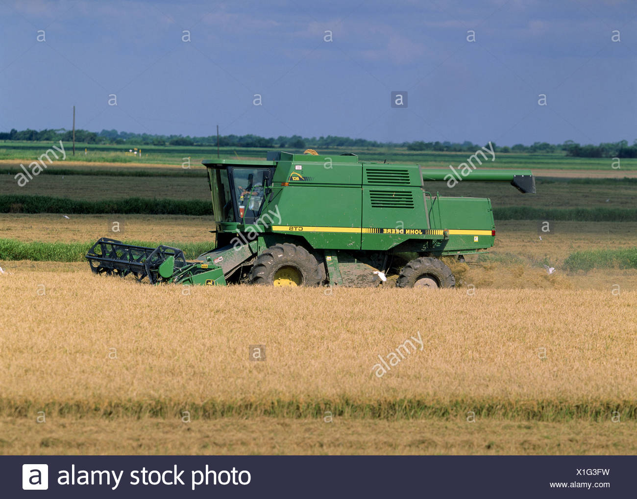 how-long-rice-mature-louisiana