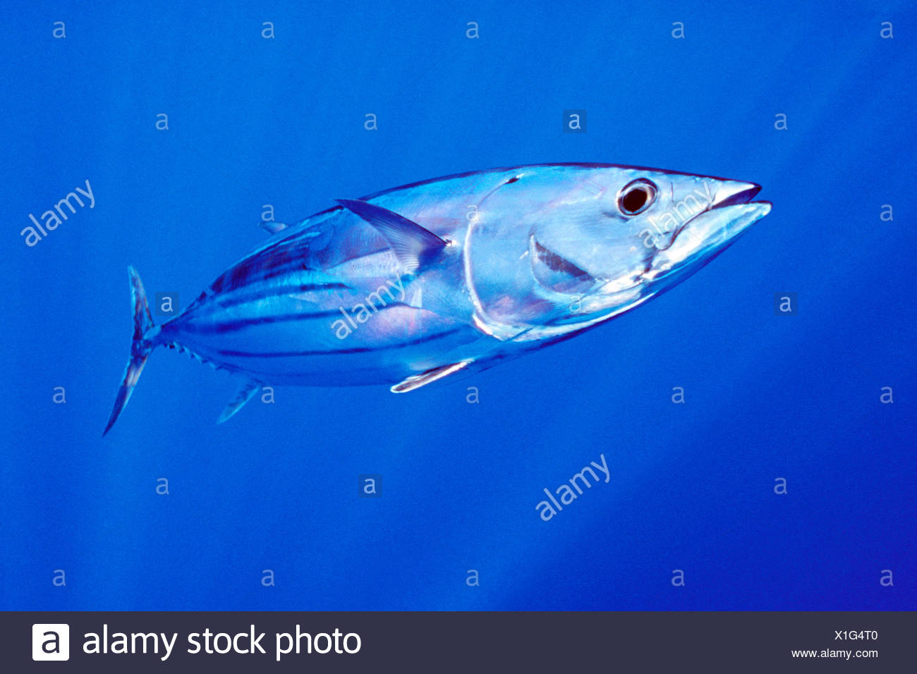 Katsuwonus Pelamis Stock Photos & Katsuwonus Pelamis Stock Images Alamy