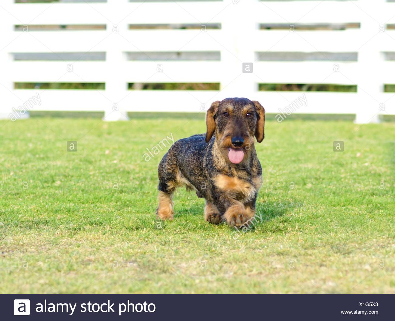 Dapple Dachshund Stock Photos Dapple Dachshund Stock Images Alamy