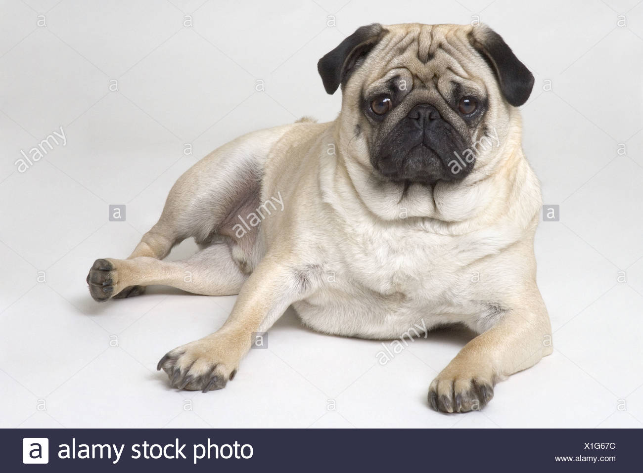 pug pedigree