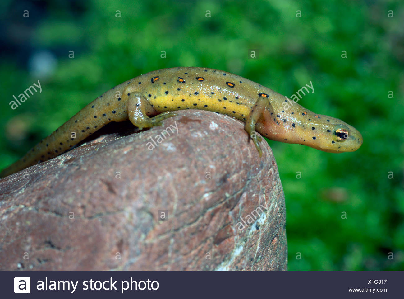 eft, red-spotted newt, red eft, eastern newt (Notophthalmus viridescens), on a stone Stock Photo