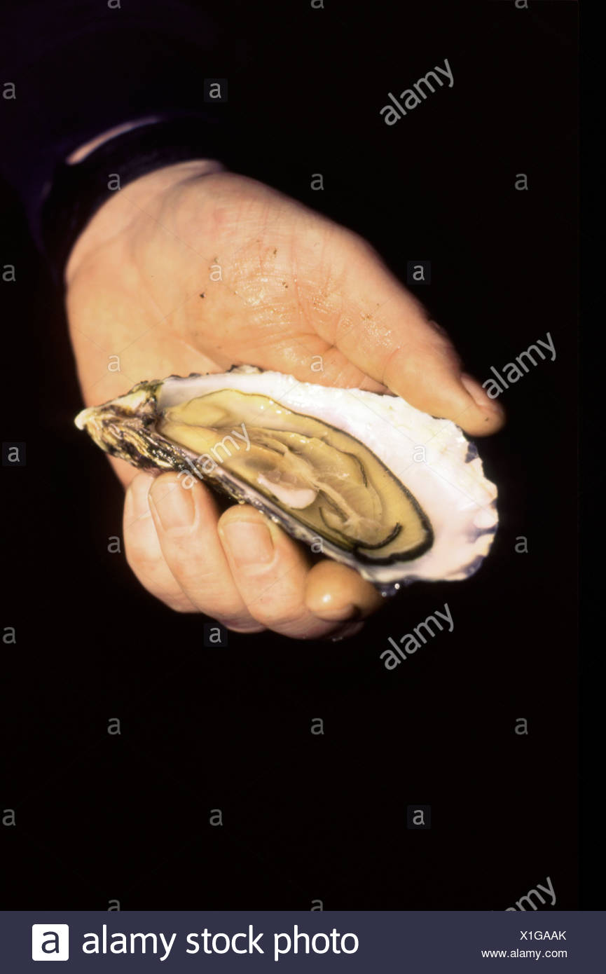 oyster holding