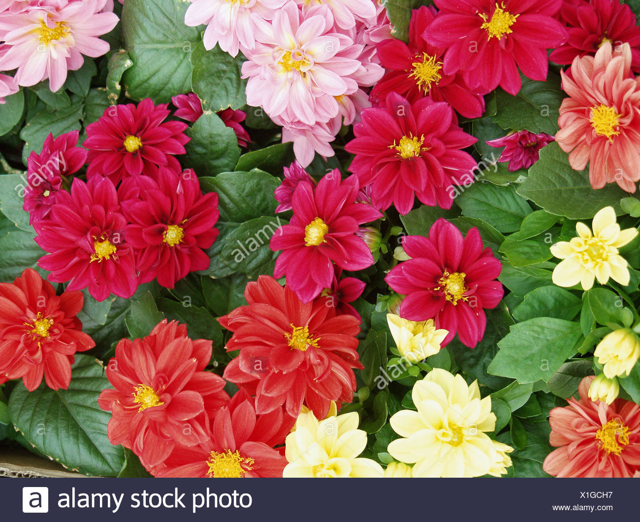 Dwarf Dahlia Flower High Resolution Stock Photography and Images Alamy