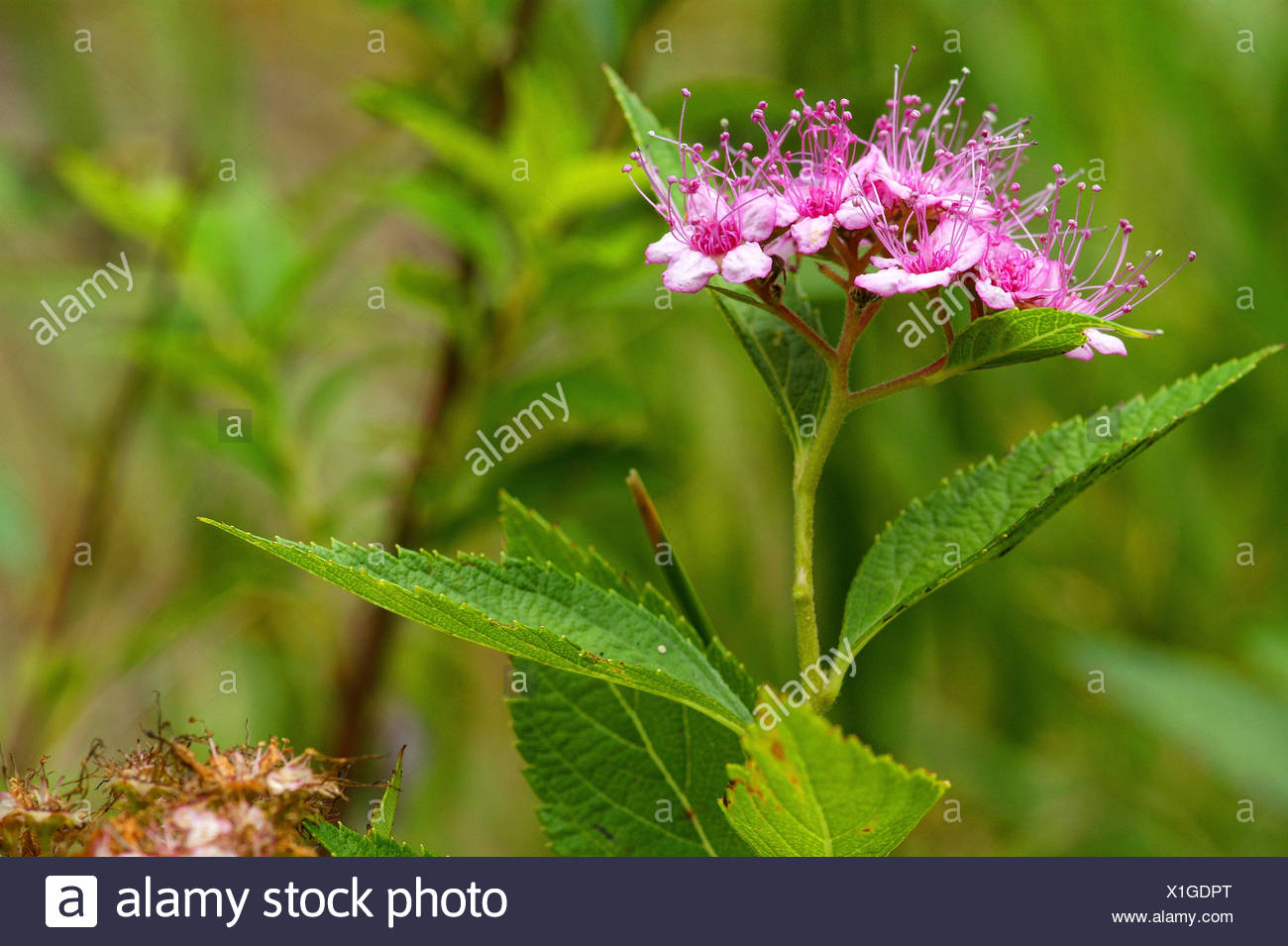 Its Time Spirea Butterfly Bush And Lifting A Tree S Canopy