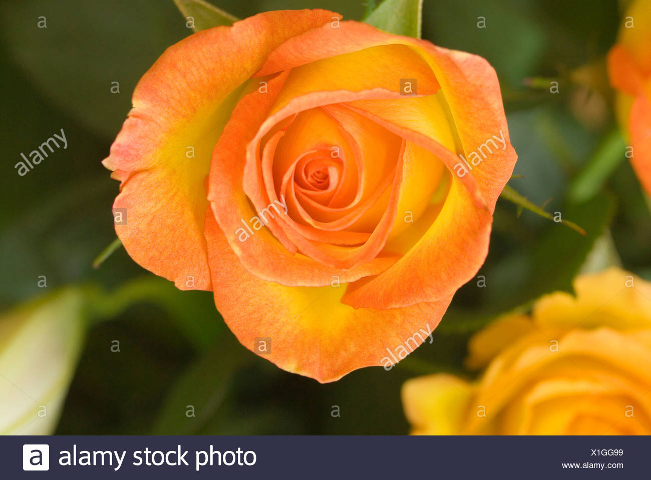 Rosa Circus group floribunda: description of the variety, especially the cultivation 82 Rosa Circus group floribunda: description of the variety, especially the cultivation 26