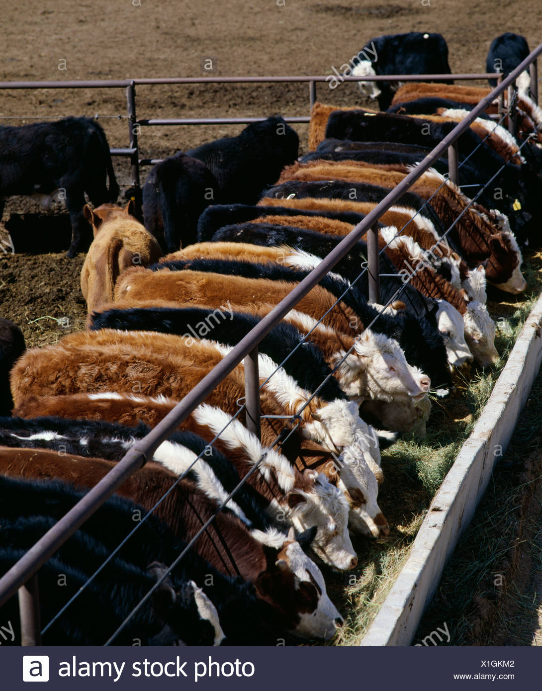 Feeder Calves High Resolution Stock Photography and Images Alamy